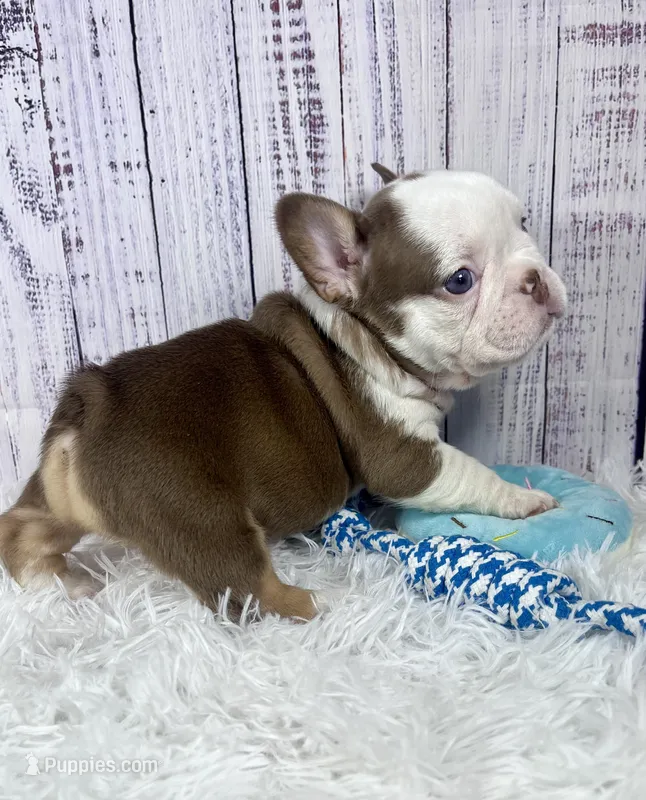 Italy – French Bulldog puppy for sale in Hillsboro, OH