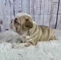 Rome, a male French Bulldog for sale in Hillsboro, OH – 4 of 8