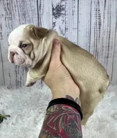 Rome, a male French Bulldog for sale in Hillsboro, OH – 3 of 8