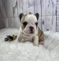 Brazil, a female French Bulldog for sale in Hillsboro, OH – 1 of 9