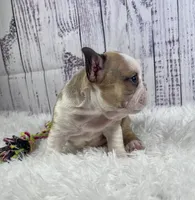 Brazil, a female French Bulldog for sale in Hillsboro, OH – 4 of 9