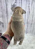 London, a male French Bulldog for sale in Hillsboro, OH – 7 of 8