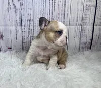 Brazil, a female French Bulldog for sale in Hillsboro, OH – 2 of 9