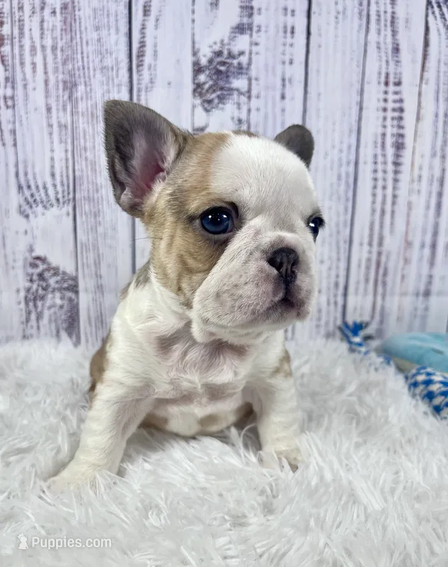 Brazil – French Bulldog puppy for sale in Hillsboro, OH