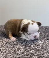 Italy, a female French Bulldog for sale in Hillsboro, OH – 7 of 8