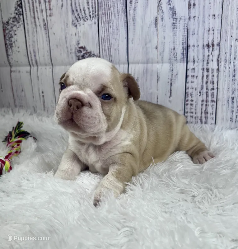 Rome – French Bulldog puppy for sale in Hillsboro, OH