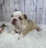 Rome, a male French Bulldog for sale in Hillsboro, OH – 1 of 8