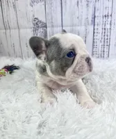 Tahiti, a female French Bulldog for sale in Hillsboro, OH – 5 of 9