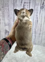 Brazil, a female French Bulldog for sale in Hillsboro, OH – 8 of 9