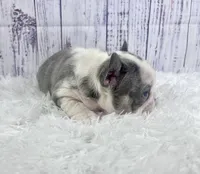 Tahiti, a female French Bulldog for sale in Hillsboro, OH – 3 of 9
