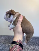 Italy, a female French Bulldog for sale in Hillsboro, OH – 5 of 8