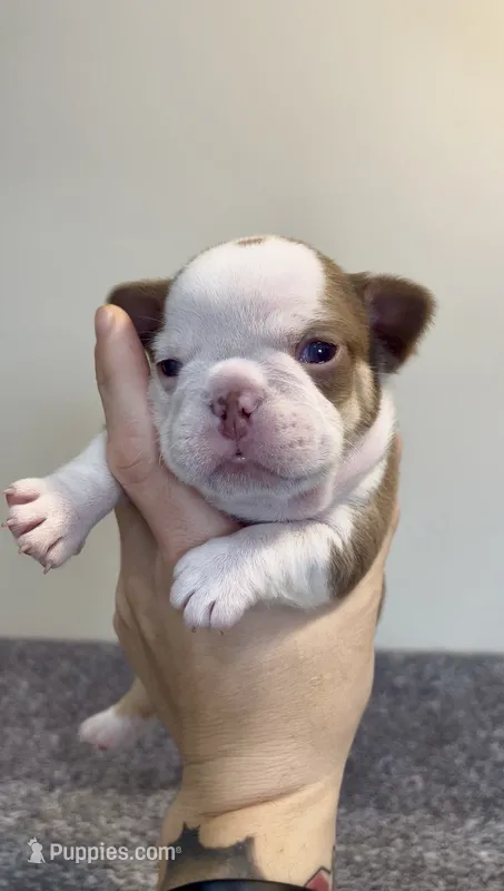 Italy – French Bulldog puppy for sale in Hillsboro, OH