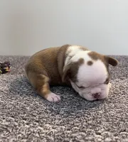 Italy, a female French Bulldog for sale in Hillsboro, OH – 6 of 8