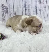 Rome, a male French Bulldog for sale in Hillsboro, OH – 5 of 8