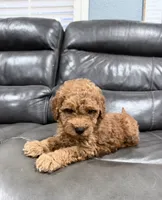 Pup, a male Miniature Goldendoodle for sale in Fairfield, CA – 7 of 10