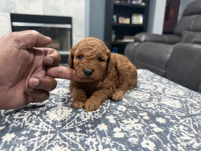 Red male – Miniature Goldendoodle puppy for sale in Fairfield, CA
