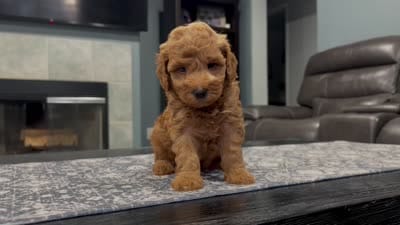 Green Female, a female Miniature Goldendoodle for sale in Fairfield, CA – 2 of 2