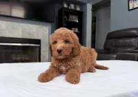 Male mini Goldendoodle , a male Miniature Goldendoodle for sale in Fairfield, CA – 2 of 8