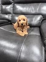 Genie, a female Miniature Goldendoodle for sale in Fairfield, CA – 5 of 8