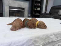 Orange Female, a female Miniature Goldendoodle for sale in Fairfield, CA – 9 of 10
