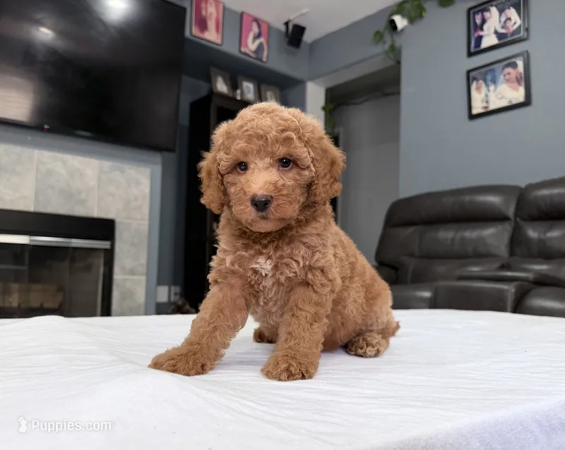 Male mini Goldendoodle  – Miniature Goldendoodle puppy for sale in Fairfield, CA