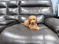 Genie, a female Miniature Goldendoodle for sale in Fairfield, CA – 6 of 8
