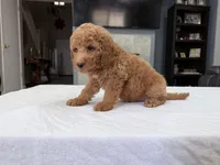 Male mini Goldendoodle , a male Miniature Goldendoodle for sale in Fairfield, CA – 7 of 8