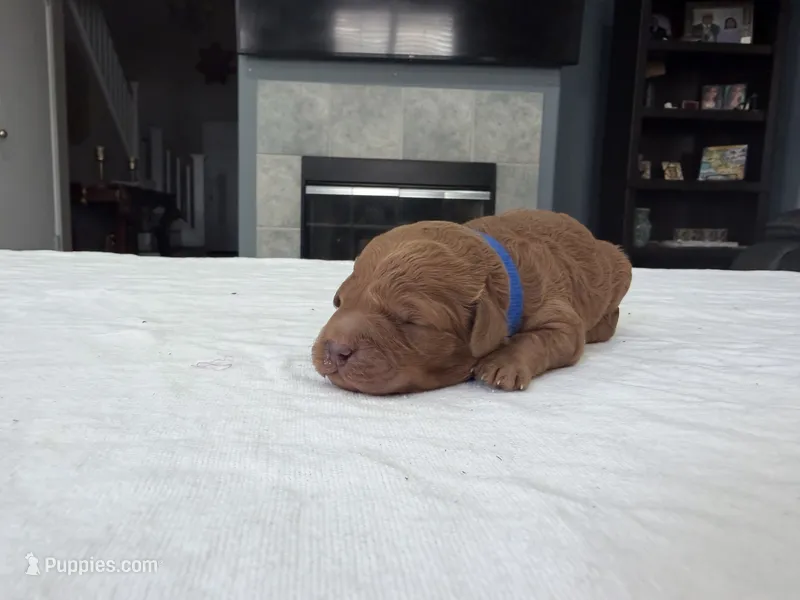 Blue male – Miniature Goldendoodle puppy for sale in Fairfield, CA