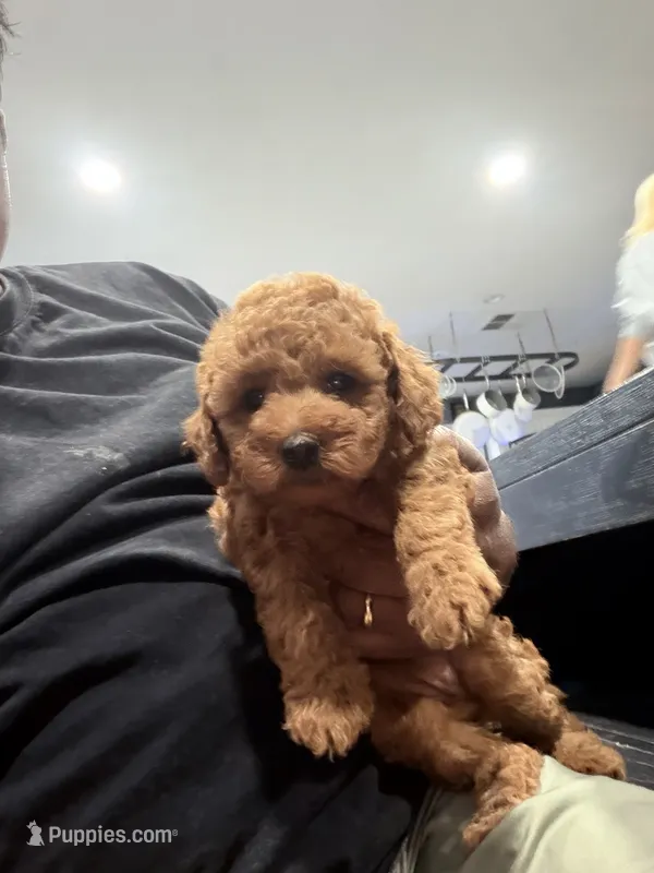 Red Mini Goldendoodle  – Miniature Goldendoodle puppy for sale in Fairfield, CA