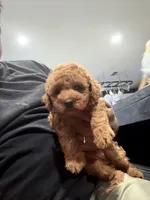 Red Mini Goldendoodle , a male Miniature Goldendoodle for sale in Fairfield, CA – 1 of 9