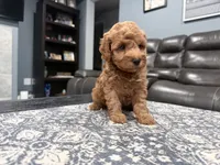Red Mini Goldendoodle , a male Miniature Goldendoodle for sale in Fairfield, CA – 6 of 9