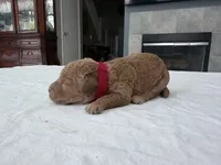 Red male, a male Miniature Goldendoodle for sale in Fairfield, CA – 1 of 8