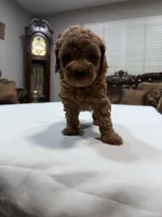 Female Mini Goldendoodle , a female Miniature Goldendoodle for sale in Fairfield, CA – 1 of 4