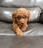 Pup, a male Miniature Goldendoodle for sale in Fairfield, CA – 4 of 10