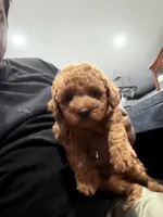 Red Mini Goldendoodle , a male Miniature Goldendoodle for sale in Fairfield, CA – 4 of 9