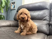 Mini, a male Miniature Goldendoodle for sale in Fairfield, CA – 5 of 10