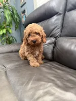 Mini, a male Miniature Goldendoodle for sale in Fairfield, CA – 3 of 10