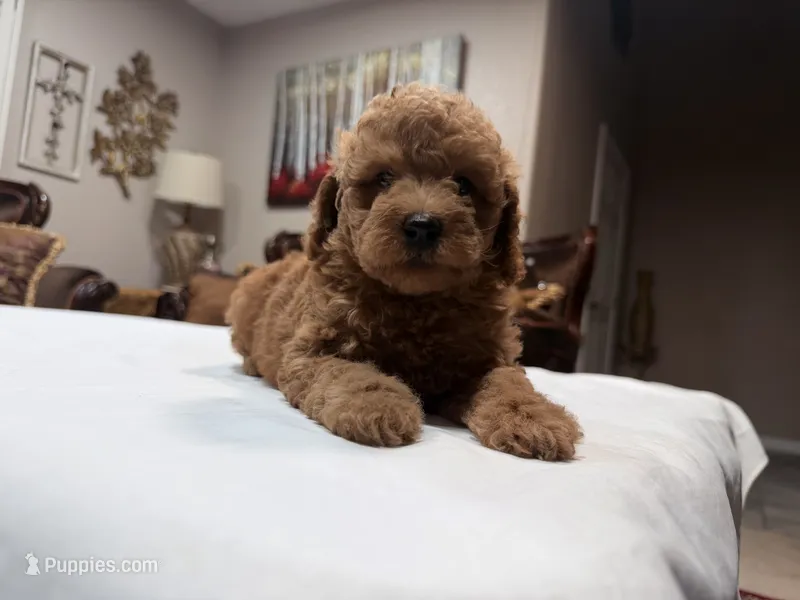 Yellow Female – Miniature Goldendoodle puppy for sale in Fairfield, CA