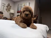 Yellow Female, a female Miniature Goldendoodle for sale in Fairfield, CA – 1 of 2