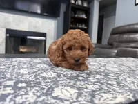 Red Mini Goldendoodle , a male Miniature Goldendoodle for sale in Fairfield, CA – 5 of 9