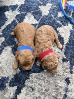 Blue male, a male Miniature Goldendoodle for sale in Fairfield, CA – 8 of 9