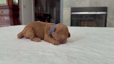 Blue male, a male Miniature Goldendoodle for sale in Fairfield, CA – 9 of 9