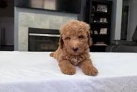 Male mini Goldendoodle , a male Miniature Goldendoodle for sale in Fairfield, CA – 3 of 8