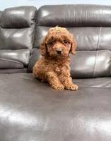 Pup, a male Miniature Goldendoodle for sale in Fairfield, CA – 5 of 10