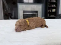 Orange Female, a female Miniature Goldendoodle for sale in Fairfield, CA – 3 of 10