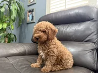 Mini, a male Miniature Goldendoodle for sale in Fairfield, CA – 8 of 10