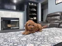 Red Mini Goldendoodle , a male Miniature Goldendoodle for sale in Fairfield, CA – 9 of 9