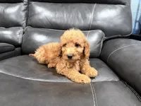 Genie, a female Miniature Goldendoodle for sale in Fairfield, CA – 3 of 8