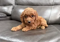 Pup, a male Miniature Goldendoodle for sale in Fairfield, CA – 2 of 10