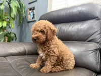 Mini, a male Miniature Goldendoodle for sale in Fairfield, CA – 9 of 10